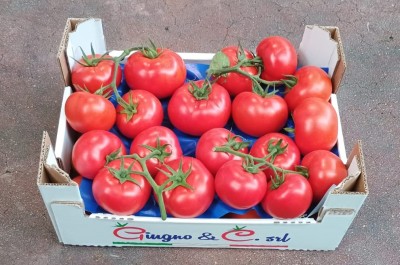 Foto Pomodoro Grappolo Origine Italia Marchio Giugno  1